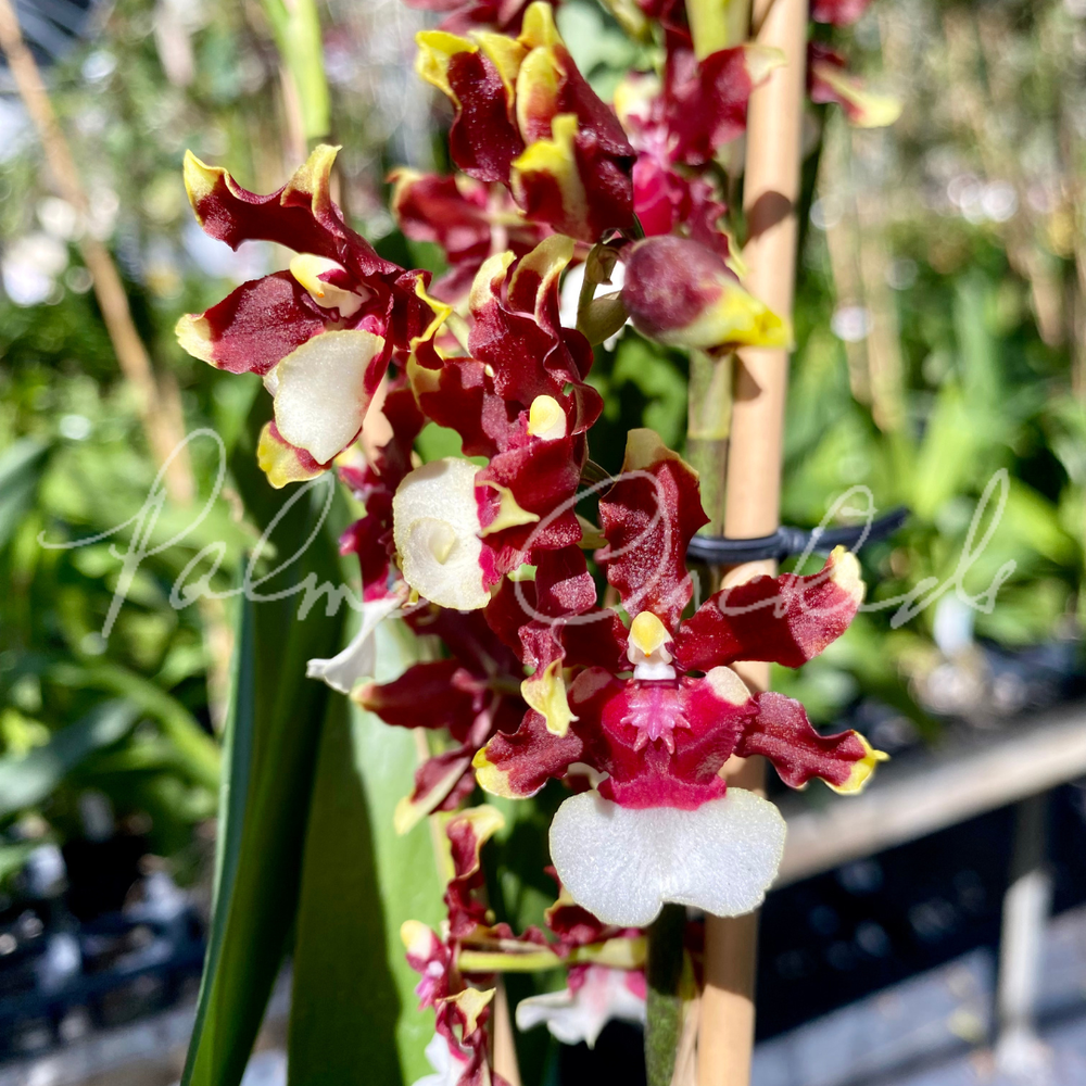 最終！50%オフ✴︎希少✴︎マーメイドフラワー✴︎アンダラク Alcra. Marfitch 'Howard's Dream' AM/AOS — Palmer Orchids